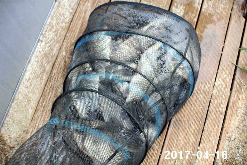 4짜 풍년 (유료터정보 - 유료터점주조황)