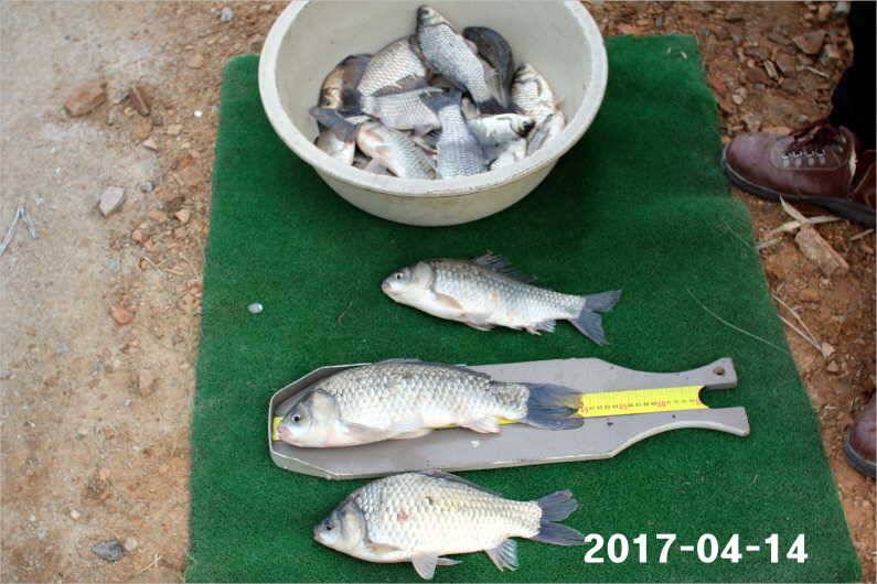 4짜 풍년 (유료터정보 - 유료터점주조황)