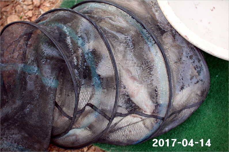 4짜 풍년 (유료터정보 - 유료터점주조황)