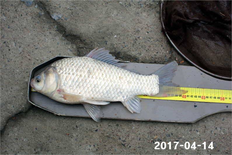 4짜 풍년 (유료터정보 - 유료터점주조황)