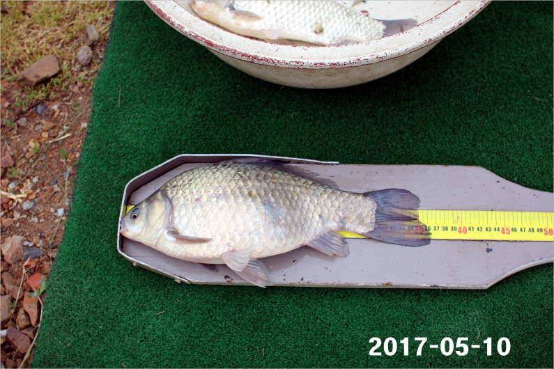 4짜 왕 (유료터정보 - 유료터점주조황)