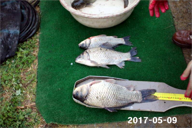 4짜 왕 (유료터정보 - 유료터점주조황)
