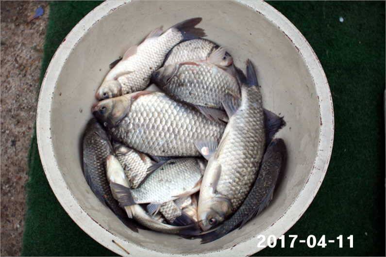 대물 마릿수 재미 (유료터정보 - 유료터점주조황)