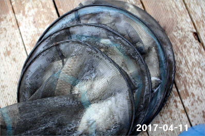 대물 마릿수 재미 (유료터정보 - 유료터점주조황)