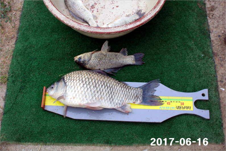 선풍기 틀고 낚시하세요 (유료터정보 - 유료터점주조황)