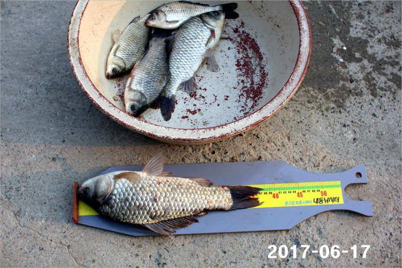 선풍기 틀고 낚시하세요 (유료터정보 - 유료터점주조황)