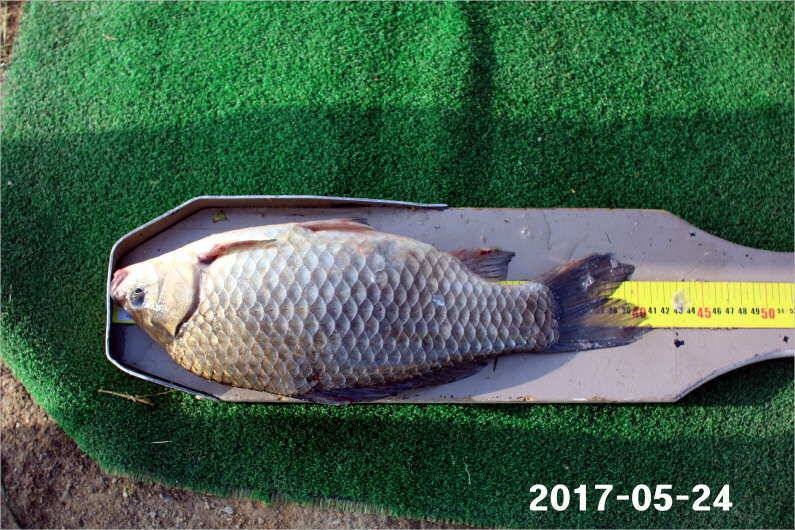 4짜 300마리와 낚시대회 (유료터정보 - 유료터점주조황)