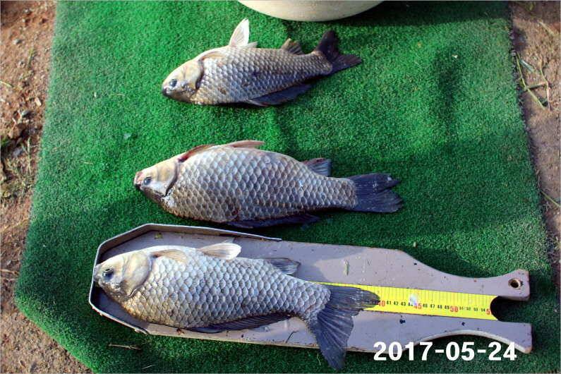 4짜 300마리와 낚시대회 (유료터정보 - 유료터점주조황)