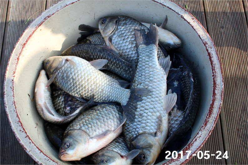 4짜 300마리와 낚시대회 (유료터정보 - 유료터점주조황)