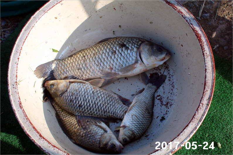 4짜 300마리와 낚시대회 (유료터정보 - 유료터점주조황)