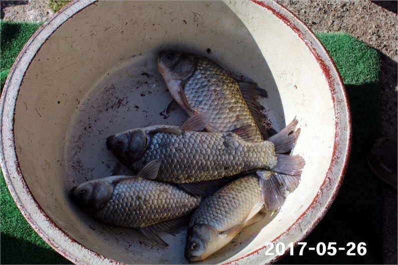 4짜 300마리와 낚시대회 (유료터정보 - 유료터점주조황)