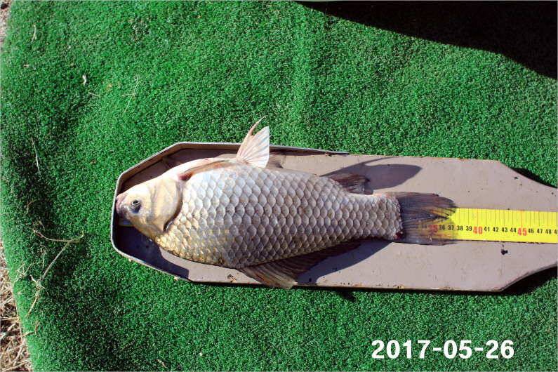 4짜 300마리와 낚시대회 (유료터정보 - 유료터점주조황)