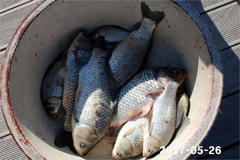 4짜 300마리와 낚시대회 (유료터정보 - 유료터점주조황)