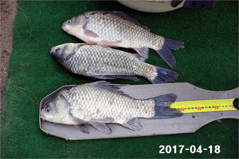 4짜 행진은 쭉 (유료터정보 - 유료터점주조황)