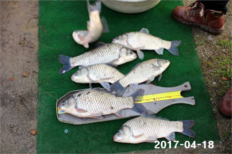 4짜 행진은 쭉 (유료터정보 - 유료터점주조황)