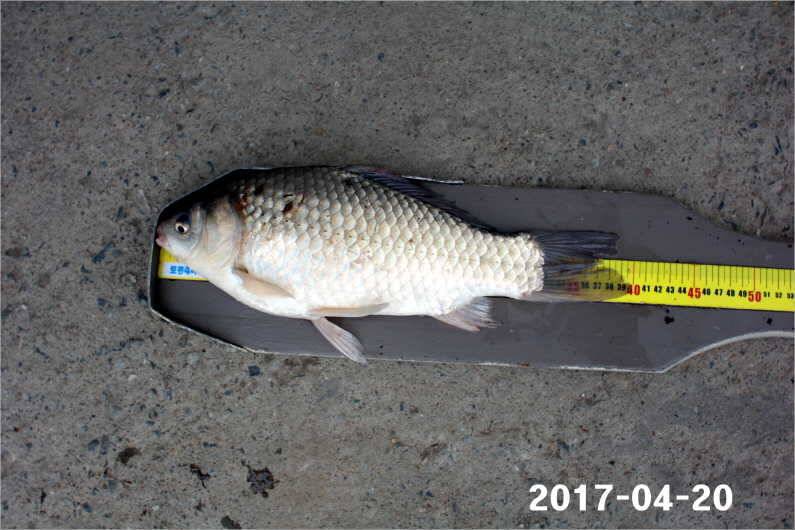 4짜 행진은 쭉 (유료터정보 - 유료터점주조황)