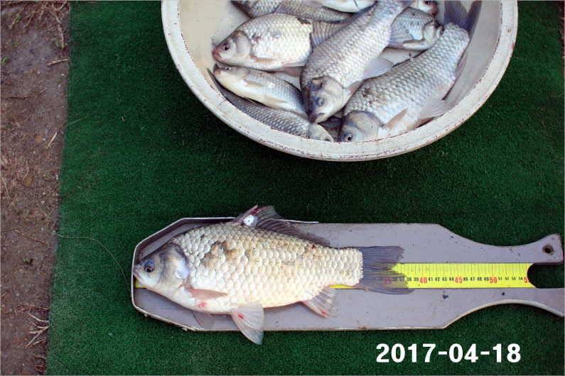 4짜 행진은 쭉 (유료터정보 - 유료터점주조황)