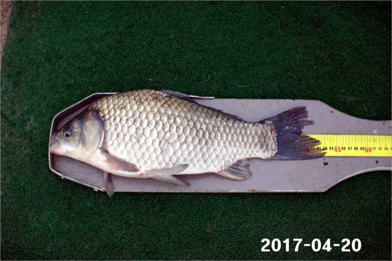 4짜 행진은 쭉 (유료터정보 - 유료터점주조황)