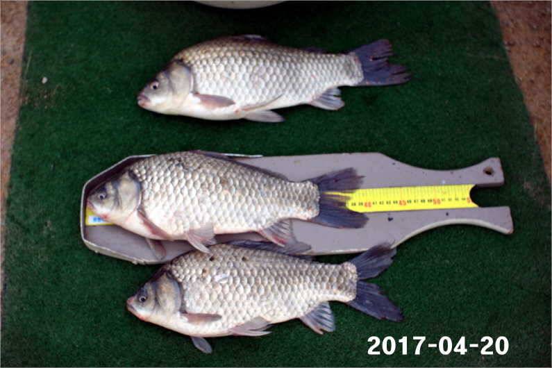 4짜 행진은 쭉 (유료터정보 - 유료터점주조황)
