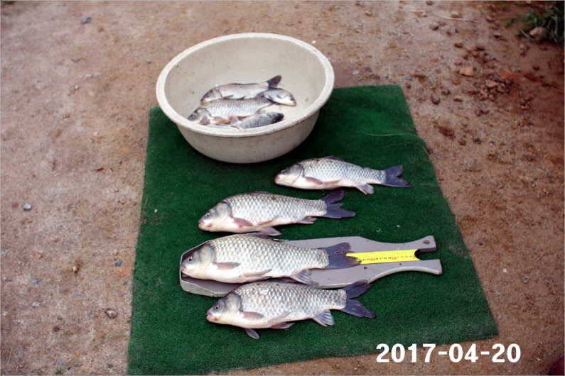 4짜 행진은 쭉 (유료터정보 - 유료터점주조황)
