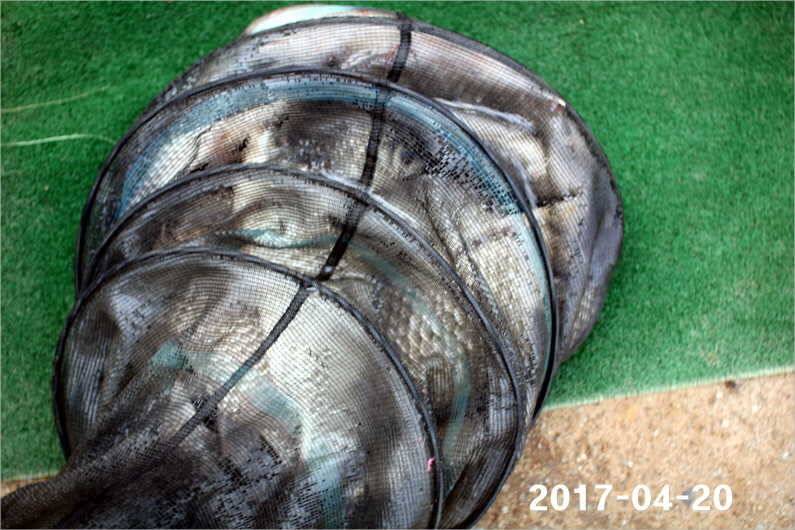 4짜 행진은 쭉 (유료터정보 - 유료터점주조황)