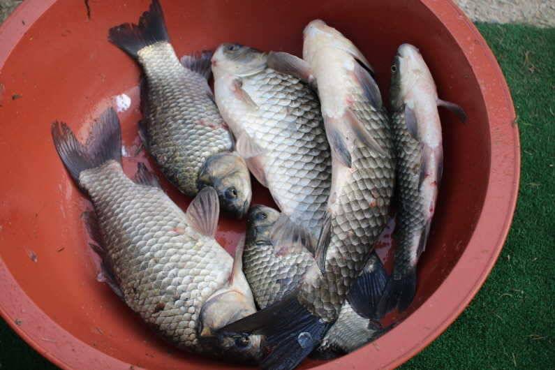 하루에 4짜 29마리 (유료터정보 - 유료터점주조황)