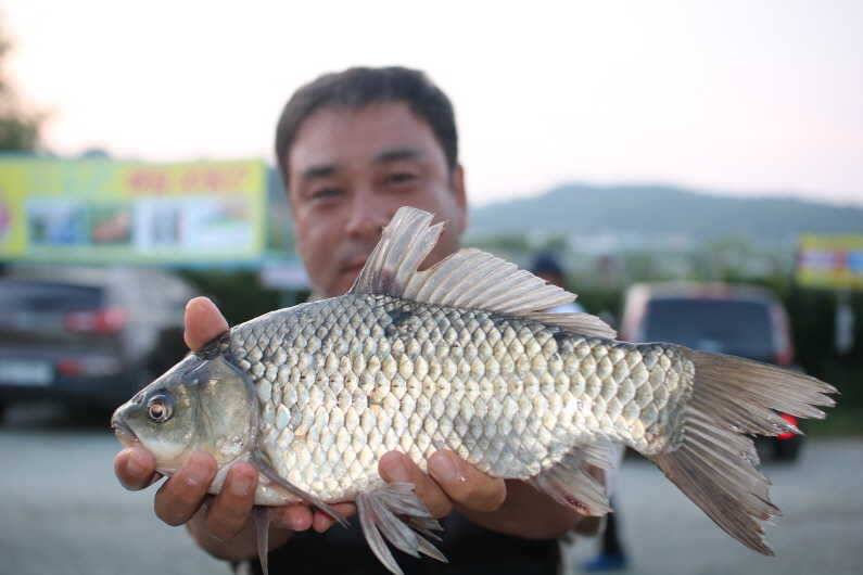하루에 4짜 29마리 (유료터정보 - 유료터점주조황)