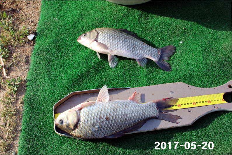 4짜 300마리 조사님을 찾습니다 (유료터정보 - 유료터점주조황)