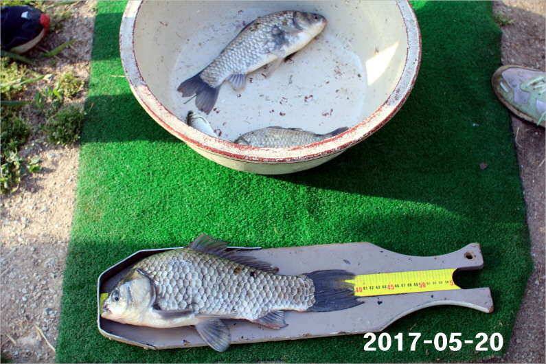 4짜 300마리 조사님을 찾습니다 (유료터정보 - 유료터점주조황)