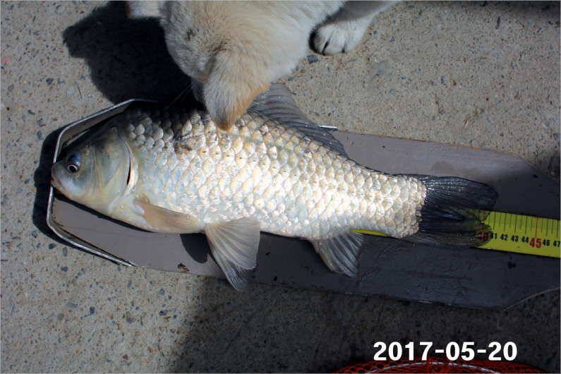 4짜 300마리 조사님을 찾습니다 (유료터정보 - 유료터점주조황)