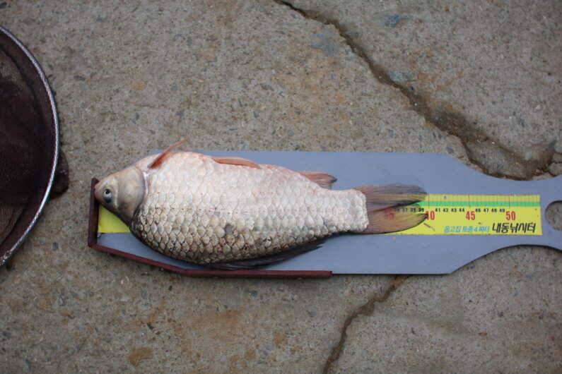 fish_pay_09f5a_014852_64284.jpg