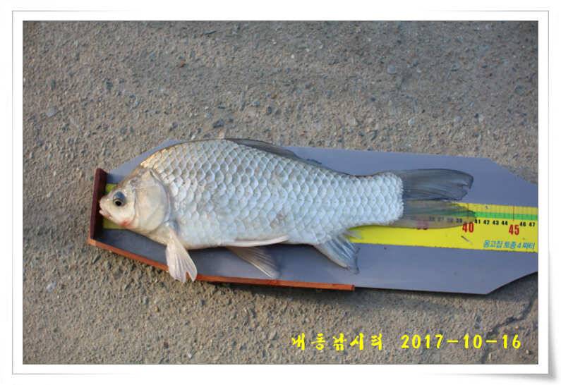 방류 또 방류 (유료터정보 - 유료터점주조황)