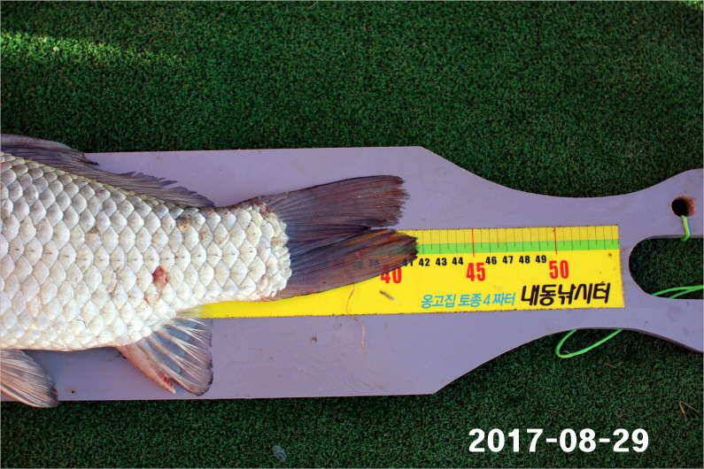 4짜 500마리 조사님을 찾습니다 (유료터정보 - 유료터점주조황)