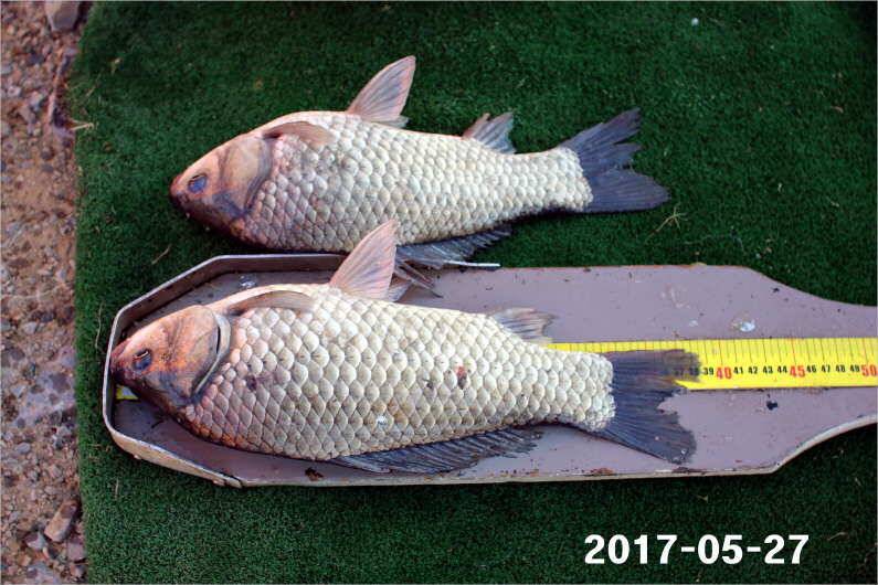 제1회 내동배 4짜 낚시대회 (유료터정보 - 유료터점주조황)