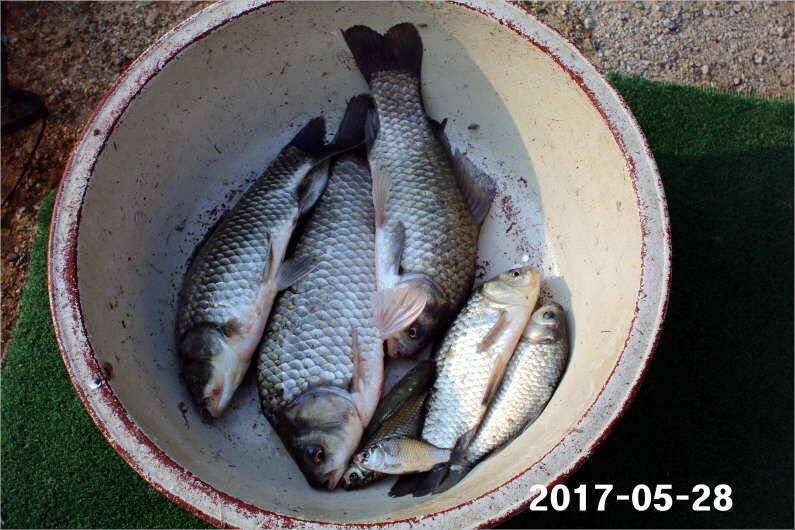 제1회 내동배 4짜 낚시대회 (유료터정보 - 유료터점주조황)