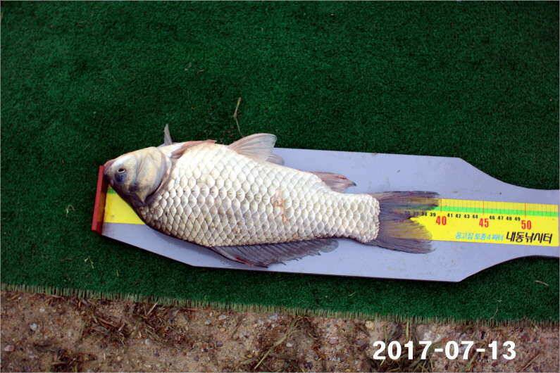 이벤트 23일차 4짜왕 (유료터정보 - 유료터점주조황)