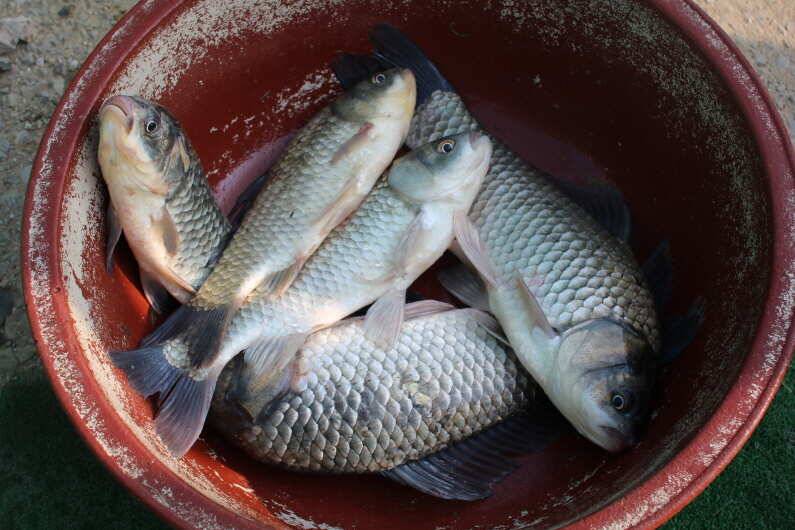 폭염에 4짜 대박 (유료터정보 - 유료터점주조황)