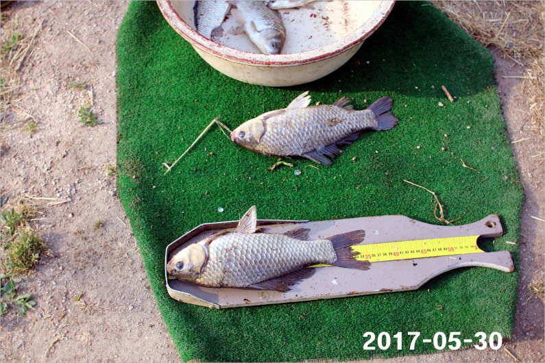 제1회 내동배 4짜 낚시대회 (유료터정보 - 유료터점주조황)