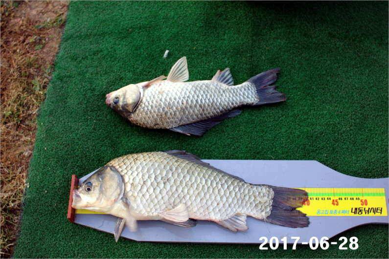 날씨 적응한 대물들 (유료터정보 - 유료터점주조황)