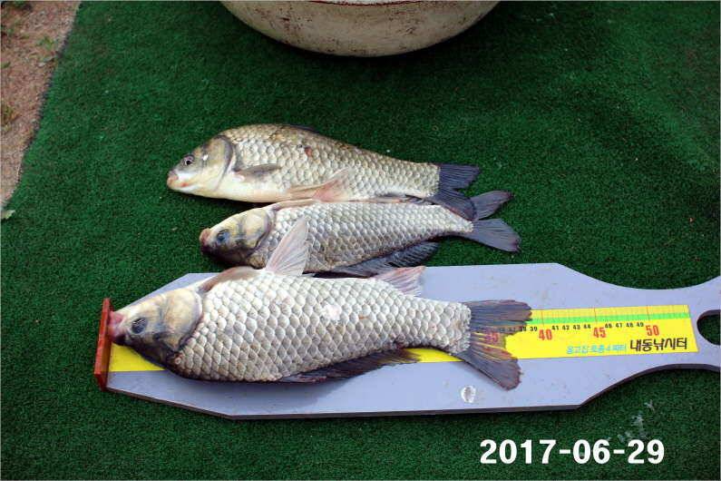 날씨 적응한 대물들 (유료터정보 - 유료터점주조황)