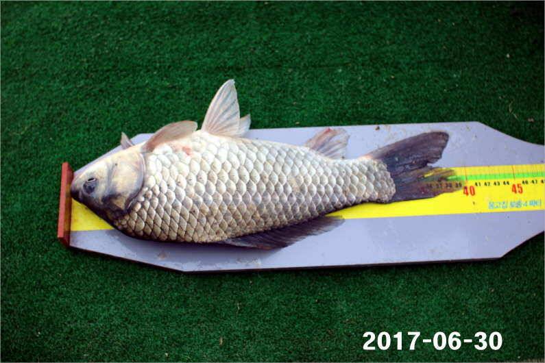 날씨 적응한 대물들 (유료터정보 - 유료터점주조황)