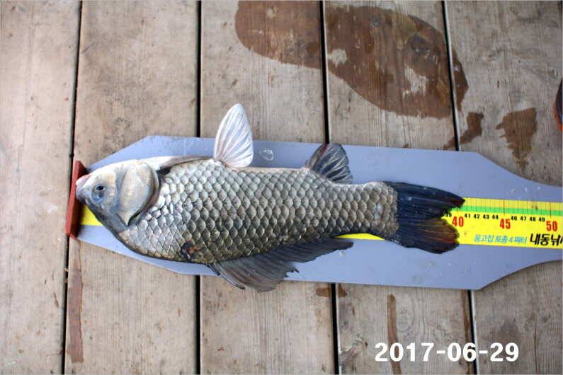 날씨 적응한 대물들 (유료터정보 - 유료터점주조황)