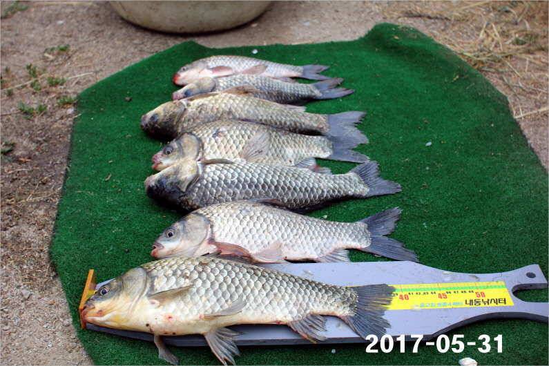 제1회 내동배 4짜 낚시대회 (유료터정보 - 유료터점주조황)