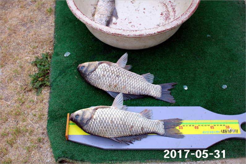 제1회 내동배 4짜 낚시대회 (유료터정보 - 유료터점주조황)