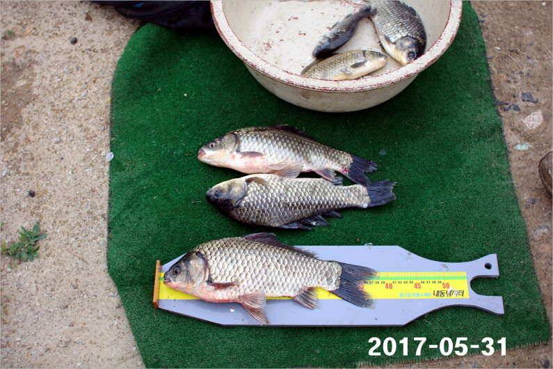 제1회 내동배 4짜 낚시대회 (유료터정보 - 유료터점주조황)