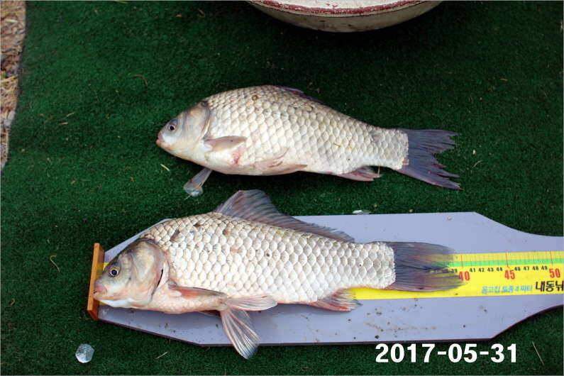 제1회 내동배 4짜 낚시대회 (유료터정보 - 유료터점주조황)