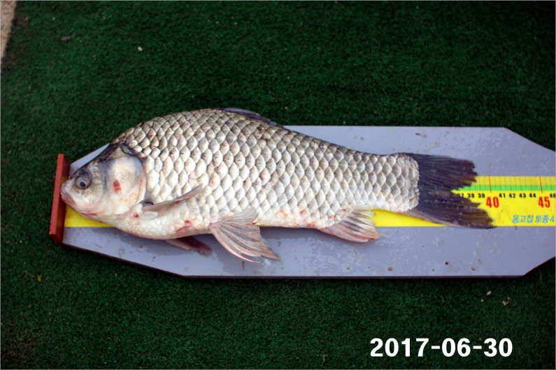 날씨 적응한 대물들 (유료터정보 - 유료터점주조황)