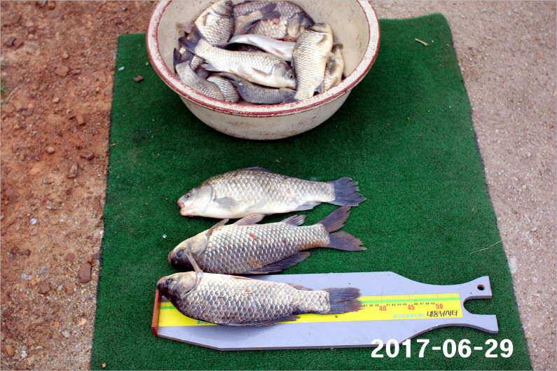 날씨 적응한 대물들 (유료터정보 - 유료터점주조황)