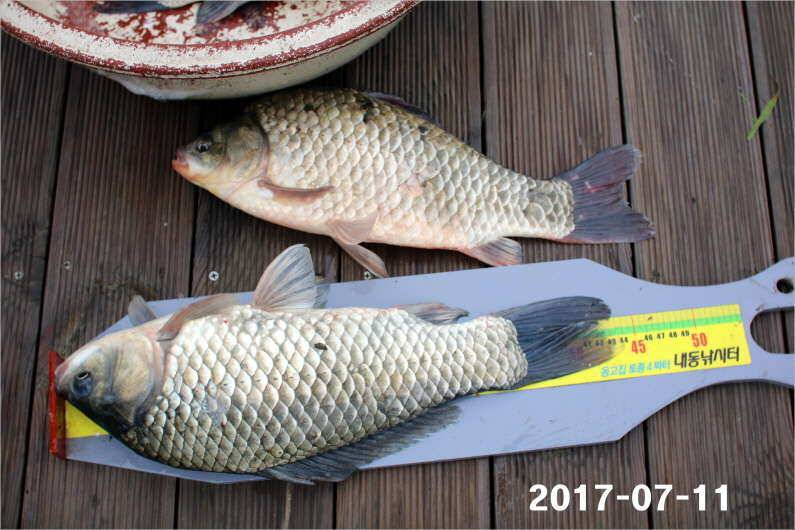 이벤트 1일차 4짜왕 (유료터정보 - 유료터점주조황)