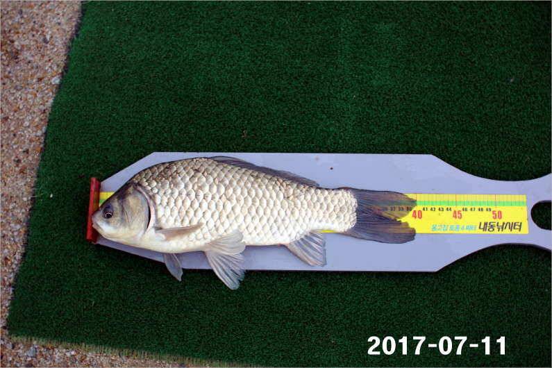 이벤트 1일차 4짜왕 (유료터정보 - 유료터점주조황)